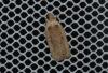 Agonopterix yeatiana